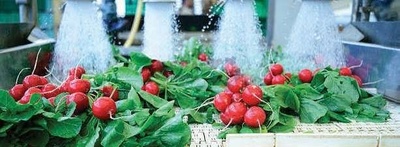 Fruit & Vegetable Processing Line